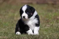 Comet BET, a male Australian Shepherd for sale in Lake City, MI – Photo 8 of 10