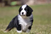 Comet BET, a male Australian Shepherd for sale in Lake City, MI – Photo 5 of 10