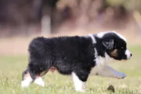 Comet BET, a male Australian Shepherd for sale in Lake City, MI – Photo 3 of 10