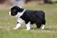 Comet BET, a male Australian Shepherd for sale in Lake City, MI – Photo 7 of 10