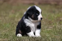Comet BET, a male Australian Shepherd for sale in Lake City, MI – Photo 9 of 10
