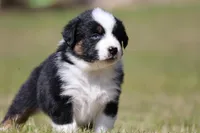 Comet BET, a male Australian Shepherd for sale in Lake City, MI – Photo 6 of 10