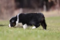 Comet BET, a male Australian Shepherd for sale in Lake City, MI – Photo 2 of 10