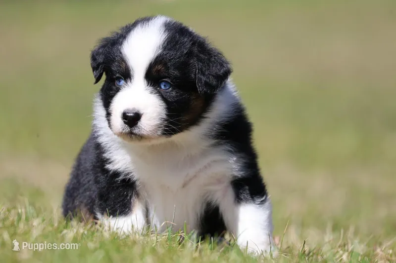 Comet BET – Australian Shepherd puppy for sale in Lake City, MI