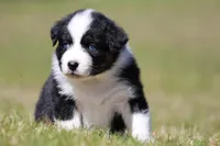 Comet BET, a male Australian Shepherd for sale in Lake City, MI – Photo 1 of 10