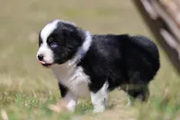 Comet BET, a male Australian Shepherd for sale in Lake City, MI – Photo 10 of 10