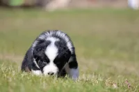 Comet BET, a male Australian Shepherd for sale in Lake City, MI – Photo 4 of 10