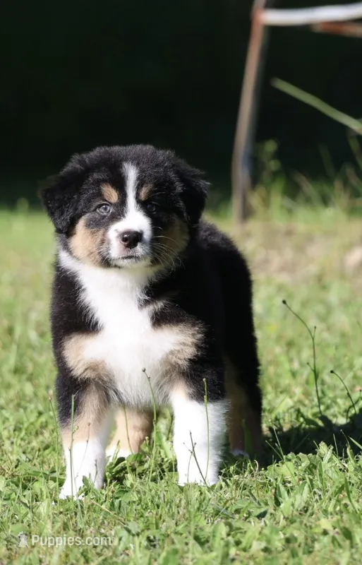 Crackle  – Australian Shepherd puppy for sale in Lake City, MI