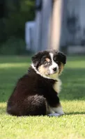 Crackle , a female Australian Shepherd for sale in Lake City, MI – 4 of 10