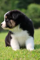Pop!, a male Australian Shepherd for sale in Lake City, MI – 3 of 9