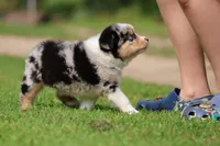 Firecracker , a male Australian Shepherd for sale in Lake City, MI – 8 of 8