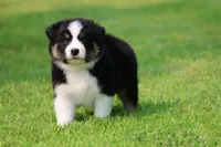 Pop!, a male Australian Shepherd for sale in Lake City, MI – 5 of 9