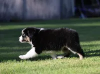 Pop, a male Australian Shepherd for sale in Lake City, MI – 6 of 6