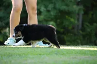 Crackle , a female Australian Shepherd for sale in Lake City, MI – 9 of 10