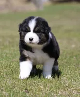 Crappie, a female Australian Shepherd for sale in Lake City, MI – Photo 4 of 10