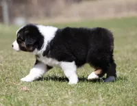 Crappie, a female Australian Shepherd for sale in Lake City, MI – Photo 8 of 10
