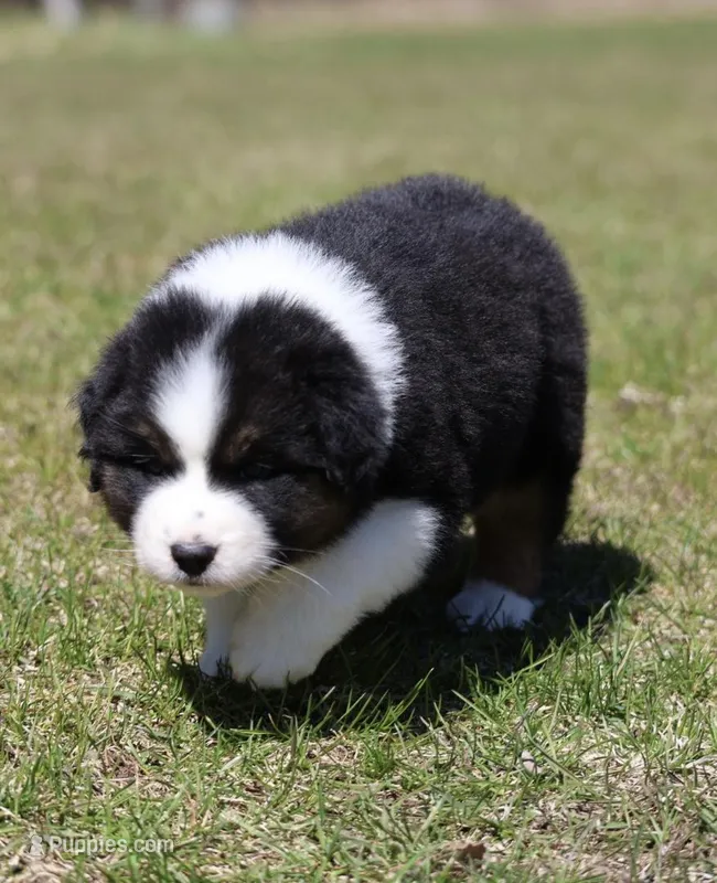 Crappie – Australian Shepherd puppy for sale in Lake City, MI