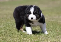 Crappie, a female Australian Shepherd for sale in Lake City, MI – Photo 3 of 10