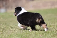 Crappie, a female Australian Shepherd for sale in Lake City, MI – Photo 9 of 10