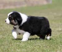 Crappie, a female Australian Shepherd for sale in Lake City, MI – Photo 7 of 10