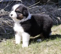 Crappie, a female Australian Shepherd for sale in Lake City, MI – Photo 10 of 10