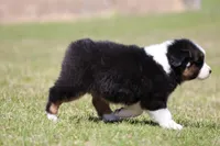 Crappie, a female Australian Shepherd for sale in Lake City, MI – Photo 6 of 10