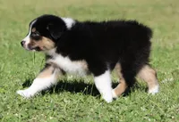 Crackle , a female Australian Shepherd for sale in Lake City, MI – 2 of 10