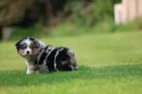Firecracker , a male Australian Shepherd for sale in Lake City, MI – 6 of 8