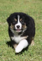 Crackle , a female Australian Shepherd for sale in Lake City, MI – 5 of 10