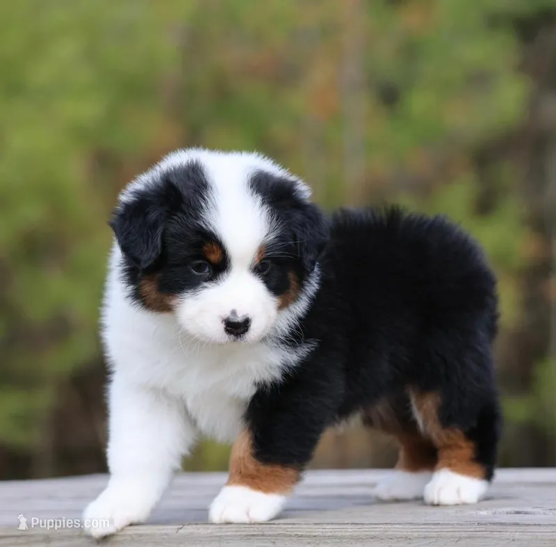 NOVA -female  – Australian Shepherd puppy for sale in Lake City, MI