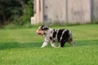 Firecracker , a male Australian Shepherd for sale in Lake City, MI – 7 of 8