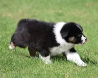 Mars -female , a female Australian Shepherd for sale in Lake City, MI – Photo 4 of 10