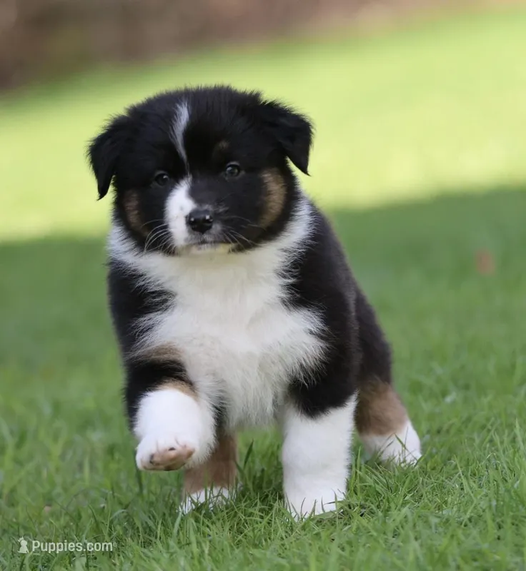 Mars -female  – Australian Shepherd puppy for sale in Lake City, MI