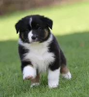 Mars -female , a female Australian Shepherd for sale in Lake City, MI – Photo 1 of 10