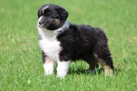 Mars -female , a female Australian Shepherd for sale in Lake City, MI – Photo 3 of 10