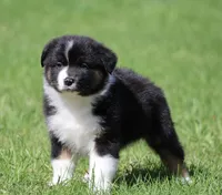 Mars -female , a female Australian Shepherd for sale in Lake City, MI – Photo 7 of 10