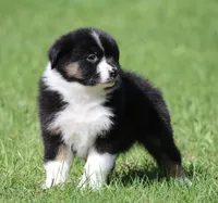 Mars -female , a female Australian Shepherd for sale in Lake City, MI – Photo 6 of 10