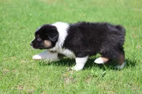 Mars -female , a female Australian Shepherd for sale in Lake City, MI – Photo 10 of 10
