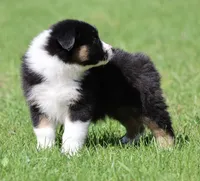 Mars -female , a female Australian Shepherd for sale in Lake City, MI – Photo 2 of 10