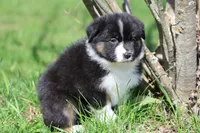 Mars -female , a female Australian Shepherd for sale in Lake City, MI – Photo 9 of 10