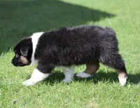 Mars -female , a female Australian Shepherd for sale in Lake City, MI – Photo 8 of 10