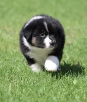 Mars -female , a female Australian Shepherd for sale in Lake City, MI – Photo 5 of 10