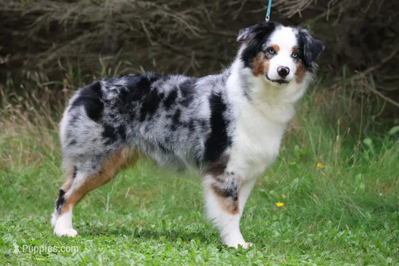 Laney – Australian Shepherd puppy for sale in Lake City, MI