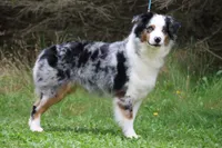 Laney, a female Australian Shepherd for sale in Lake City, MI – 1 of 6