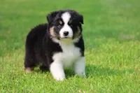 Pop!, a male Australian Shepherd for sale in Lake City, MI – 6 of 9