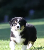 Crackle , a female Australian Shepherd for sale in Lake City, MI – 3 of 10