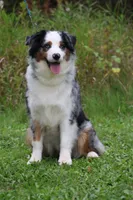 Laney, a female Australian Shepherd for sale in Lake City, MI – 6 of 6
