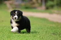 Crackle , a male Australian Shepherd for sale in Lake City, MI – 8 of 8