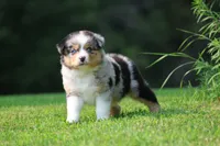 Firecracker , a male Australian Shepherd for sale in Lake City, MI – 3 of 8