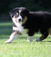 Crackle , a female Australian Shepherd for sale in Lake City, MI – 8 of 10